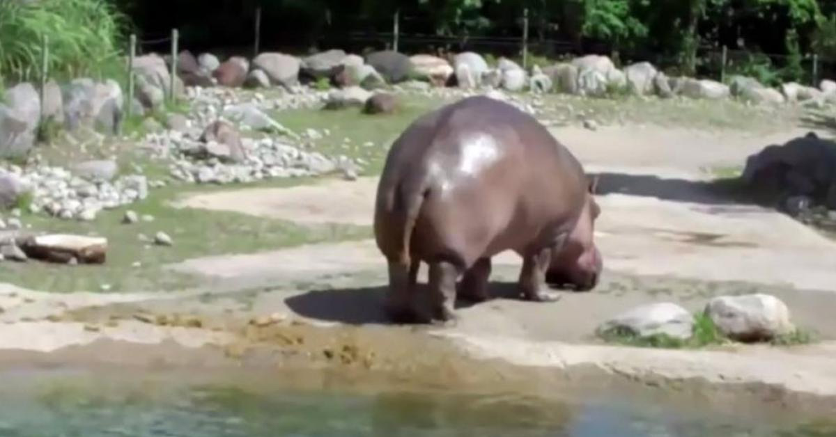People Have Stopped Their Day To Watch This Hippos Epic Fart